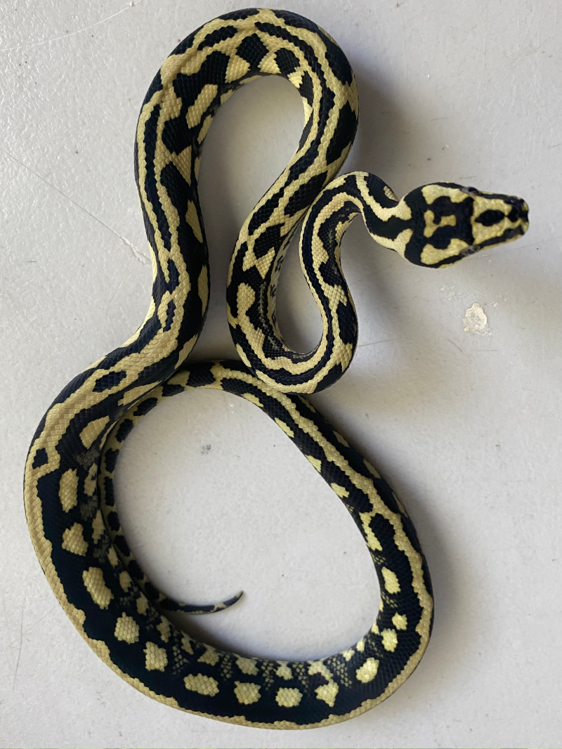 Pure Tiger Jungle Python