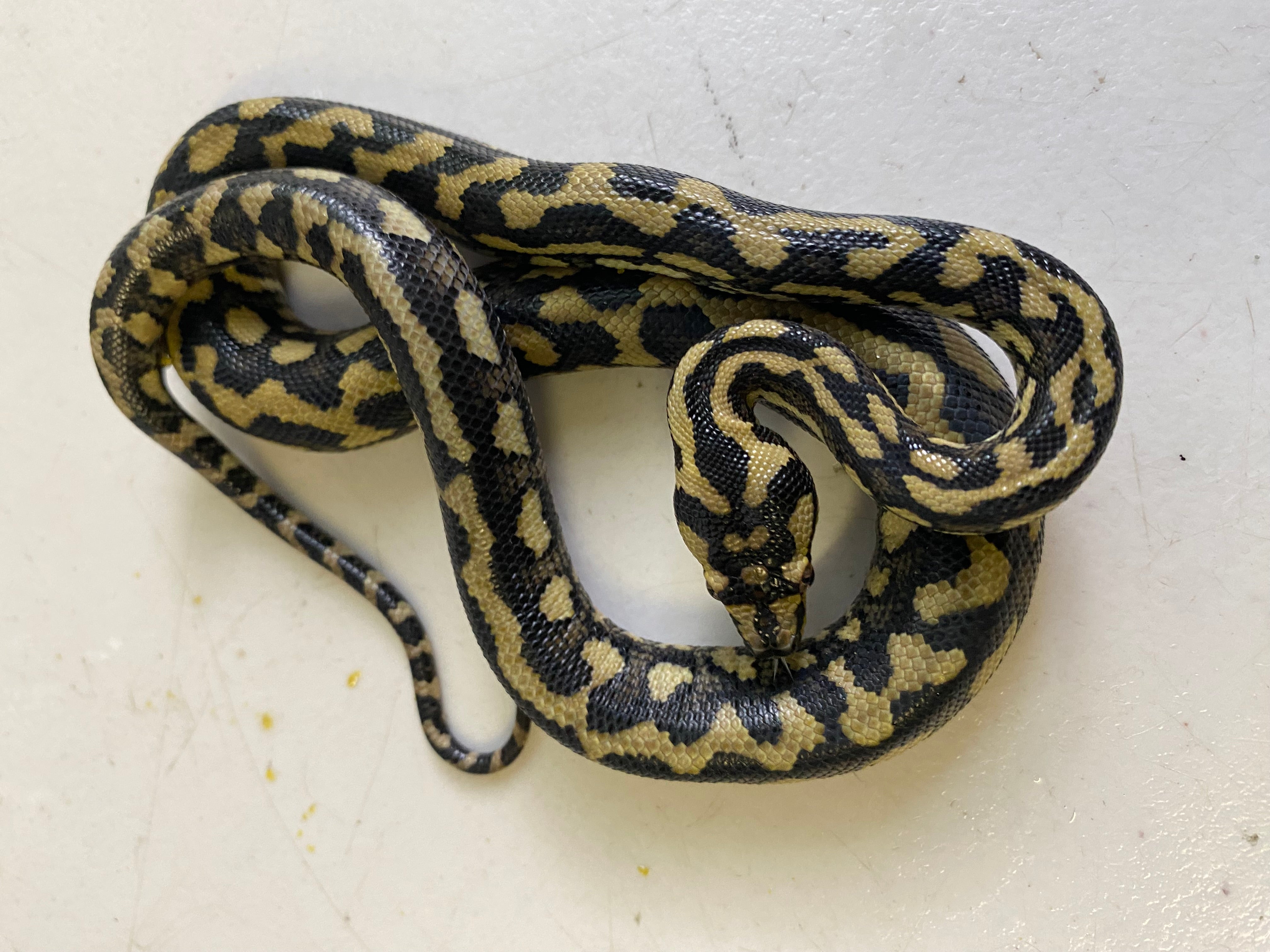Jungle python – Stonedeaf Reptiles