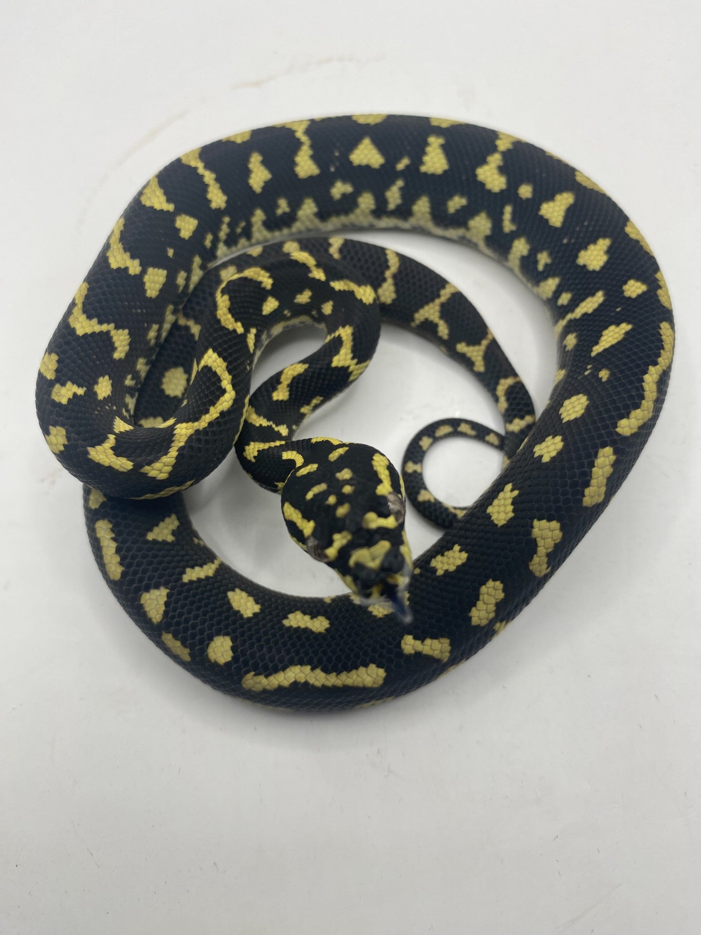 Jungle Python