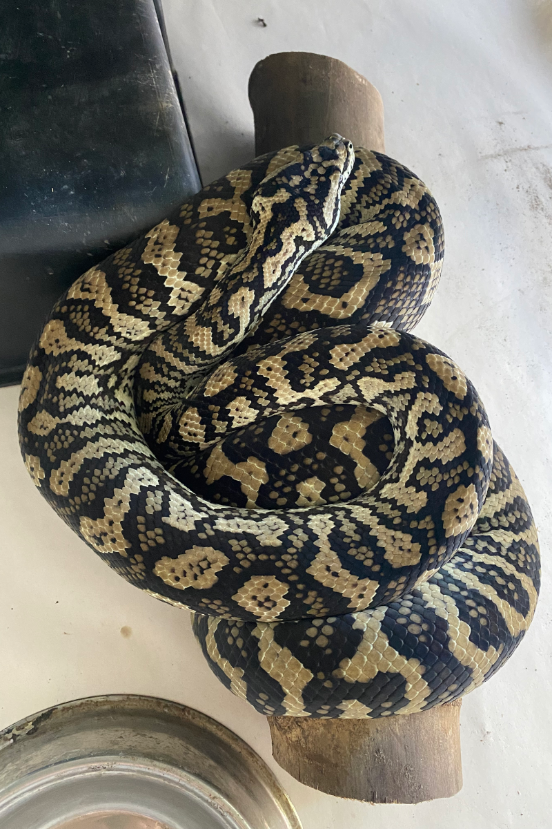 Carpet Pythons – Stonedeaf Reptiles