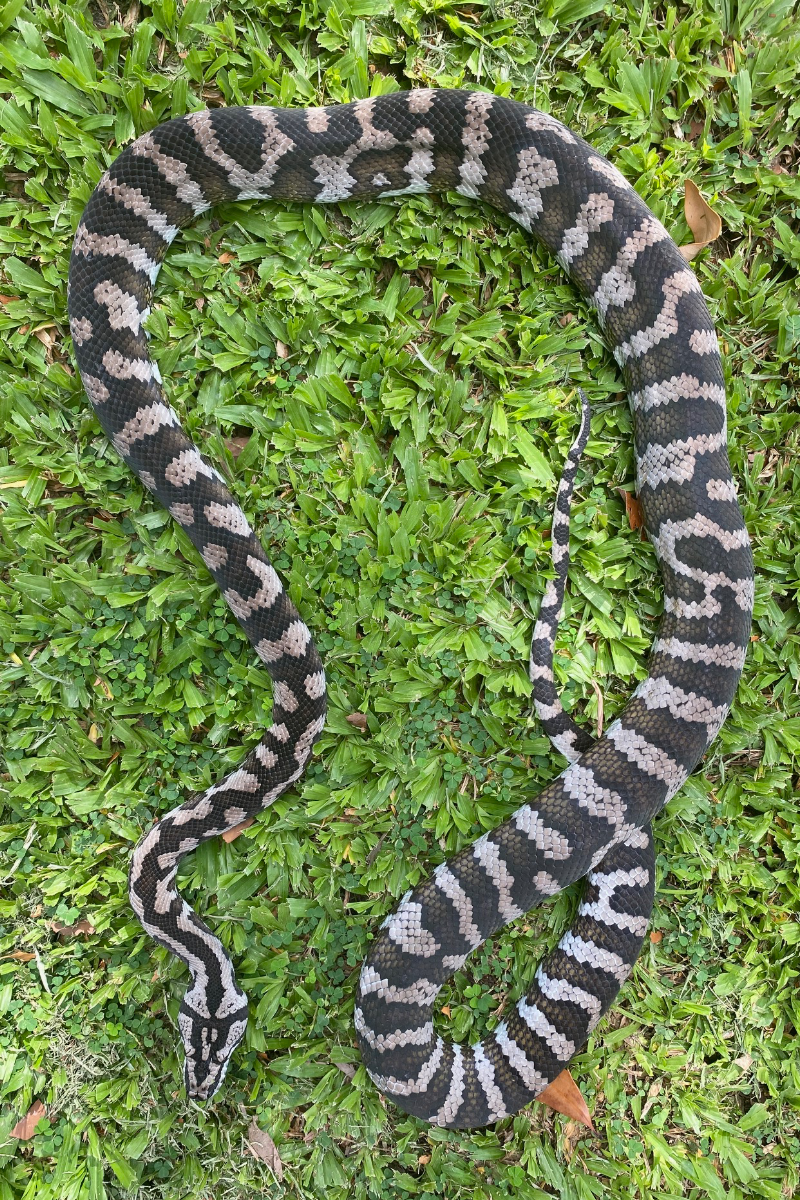 Our Snakes – Stonedeaf Reptiles