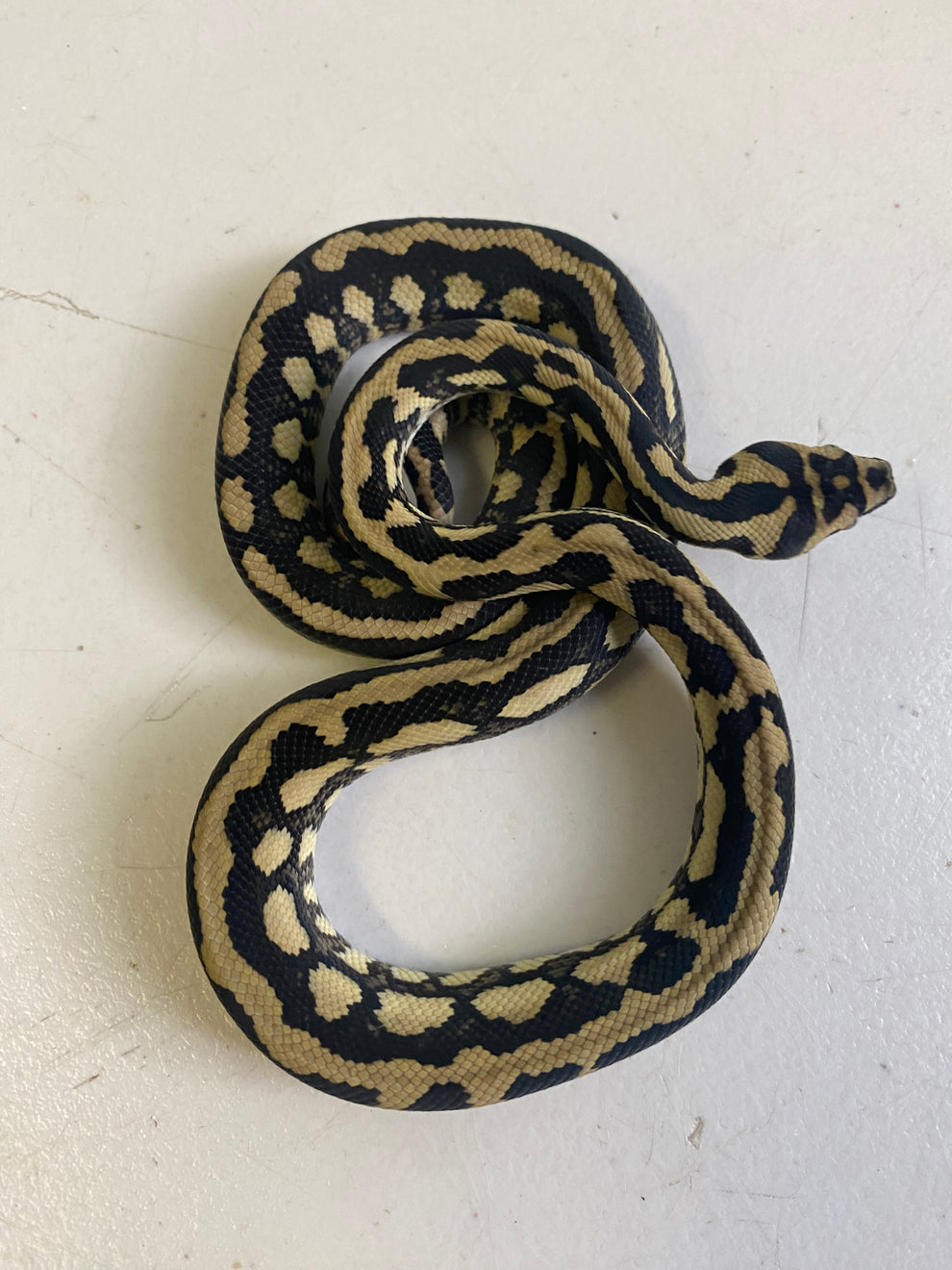 Jungle python – Stonedeaf Reptiles