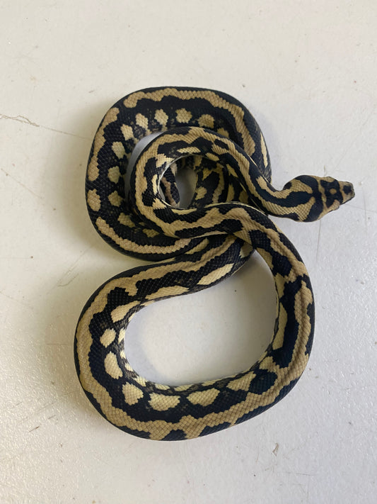 Jungle python