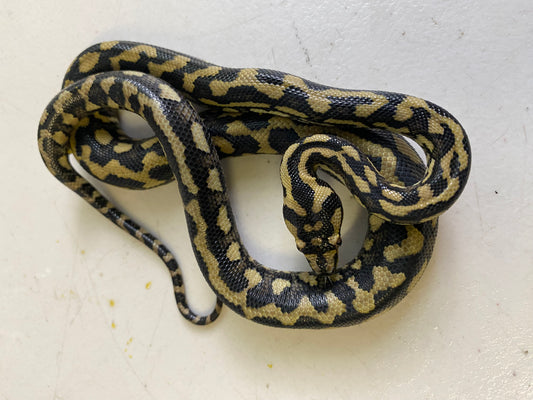 Jungle python