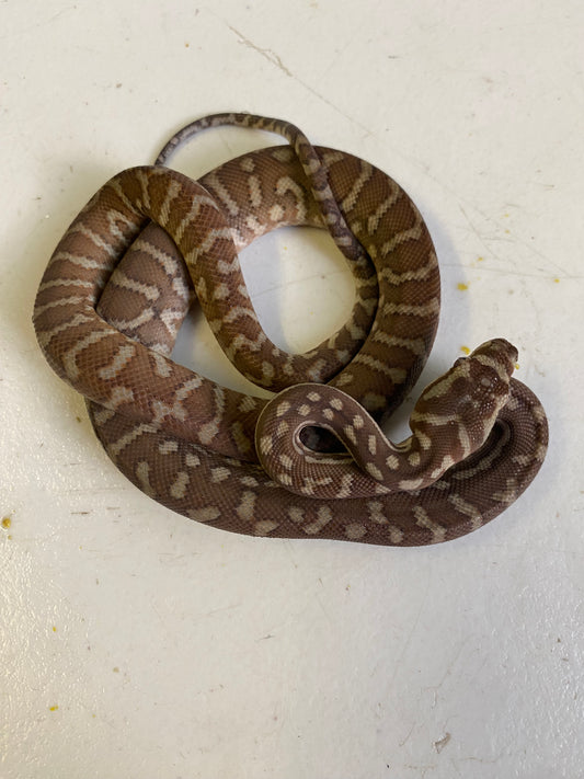 Hypo Bredli python