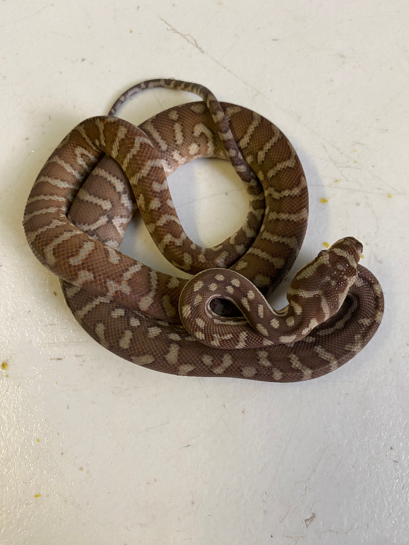 Hypo Bredli python – Stonedeaf Reptiles