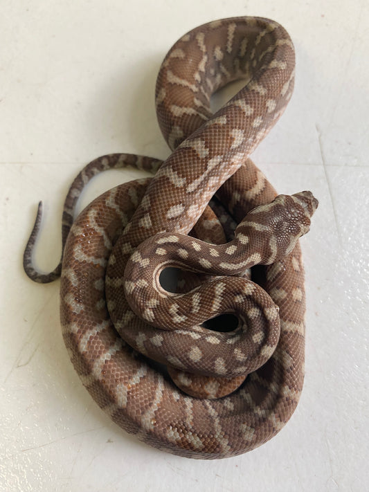 Hypo Bredli python
