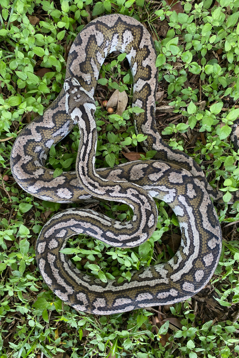 Julatten Pythons – Stonedeaf Reptiles