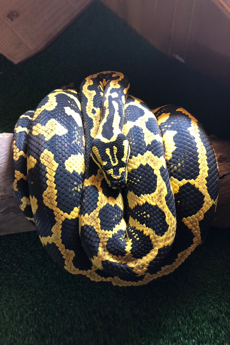 Our Snakes – Stonedeaf Reptiles