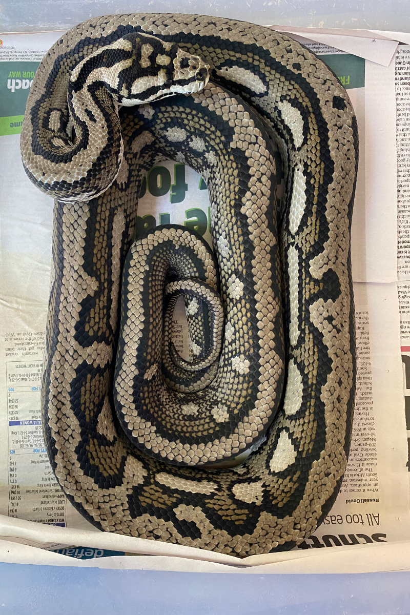 Jungle Pythons – Stonedeaf Reptiles