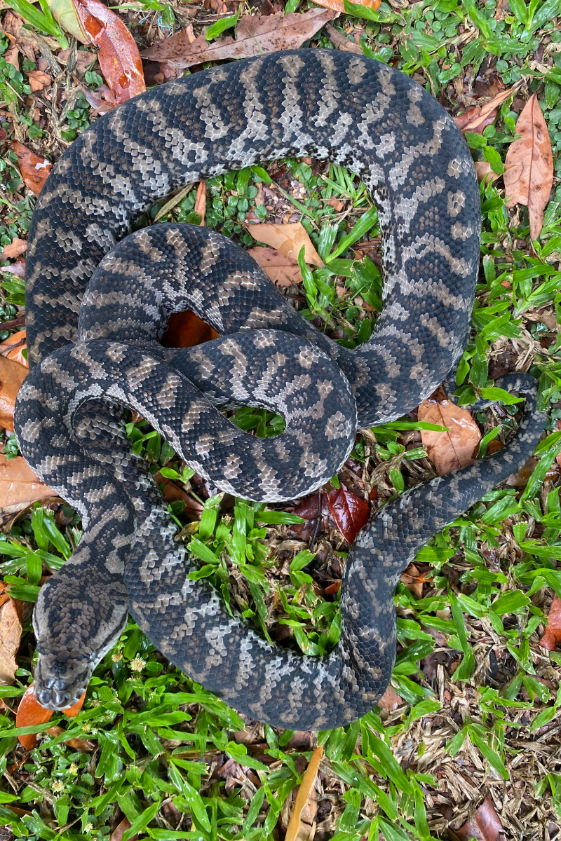 Murray Darling Pythons – Stonedeaf Reptiles