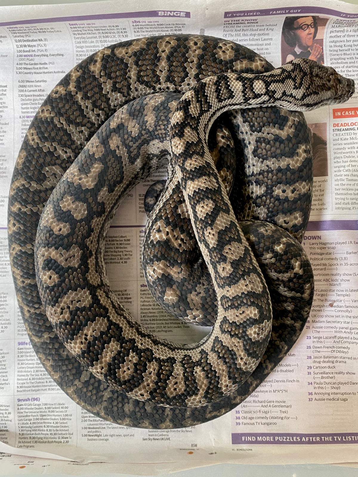 Molly Darling Python Murray Darling Pythons – Stonedeaf Reptiles
