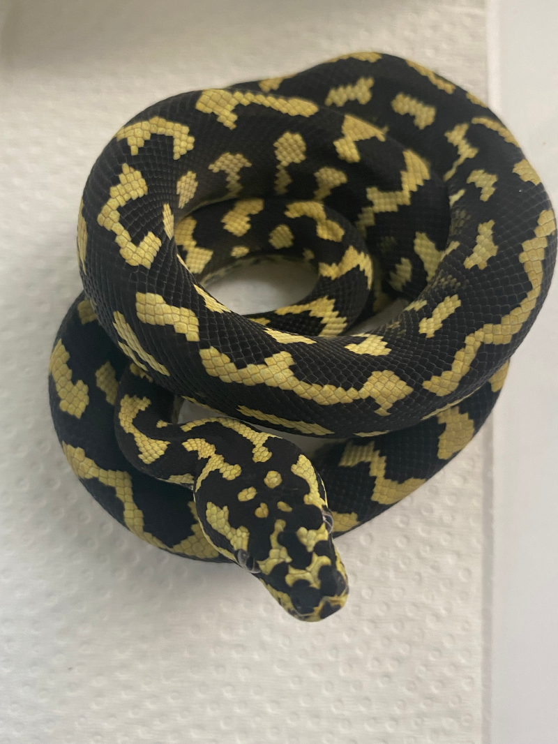 Increased Pattern Pure Jungle Python – Stonedeaf Reptiles