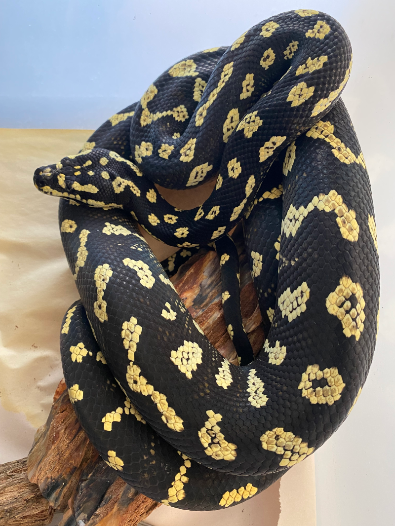 Jungle Carpe Python Jungle Pythons – Stonedeaf Reptiles