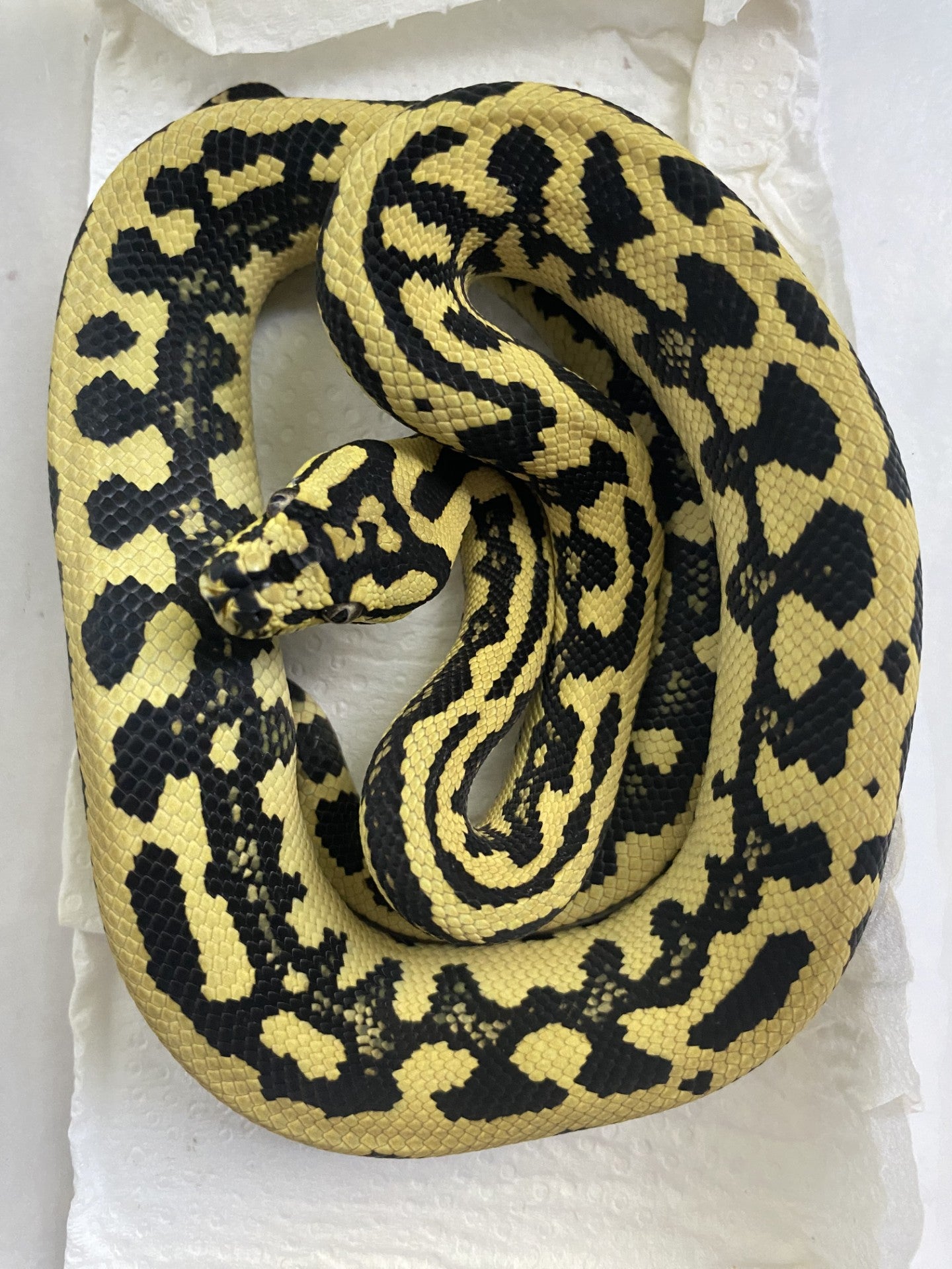 Pure Reduced Pattern Jungle Python – Stonedeaf Reptiles
