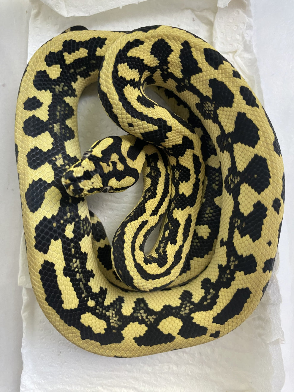 Pure Reduced Pattern Jungle Python – Stonedeaf Reptiles