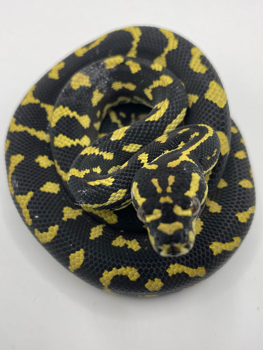 Jungle Python