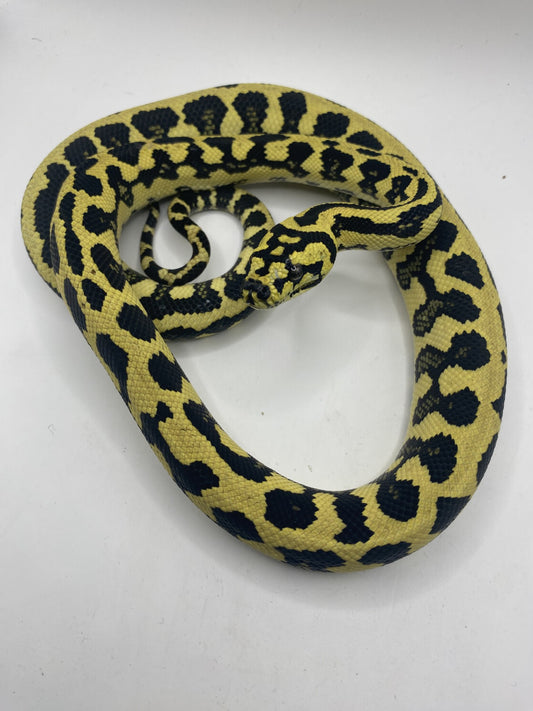 Jungle Python