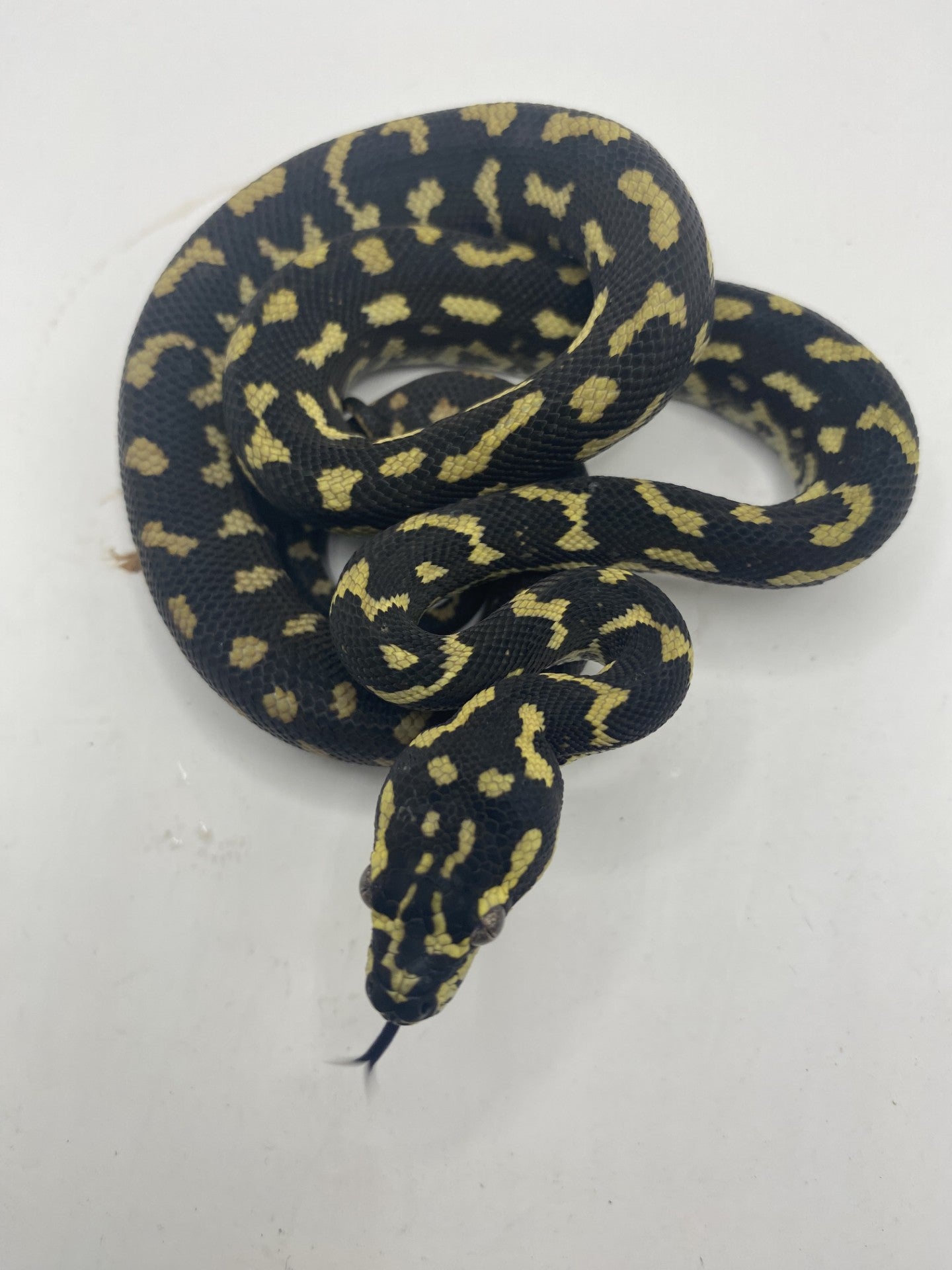 Jungle Python